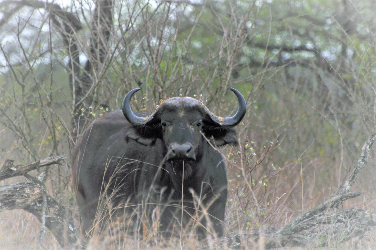 Hazyview Buffalo Game Lodge Ngoại thất bức ảnh