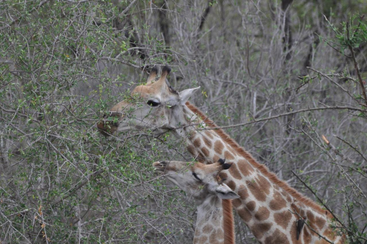 Hazyview Buffalo Game Lodge Ngoại thất bức ảnh